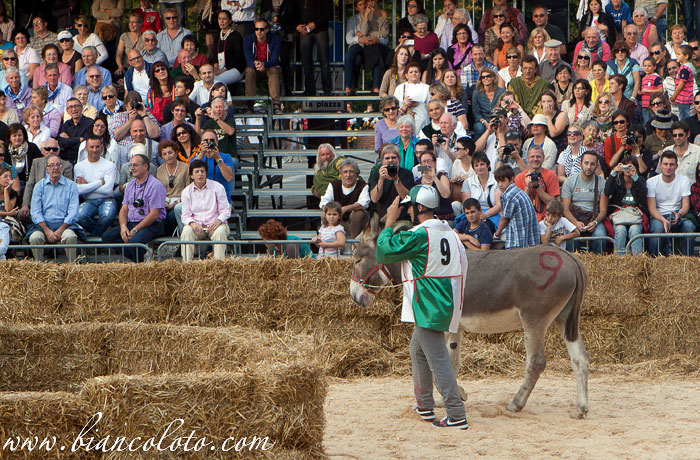 Палио на ослах. Альба