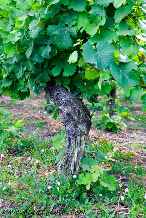 Лоза из Эльзаса