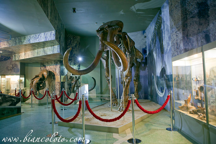 скелет трогонтериевого мамонта