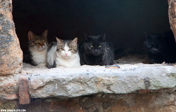 Чивита ди Баньореджо