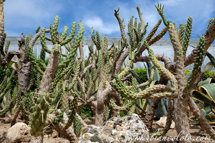 Кактусы и суккуленты. Ботанический сад Балчик 