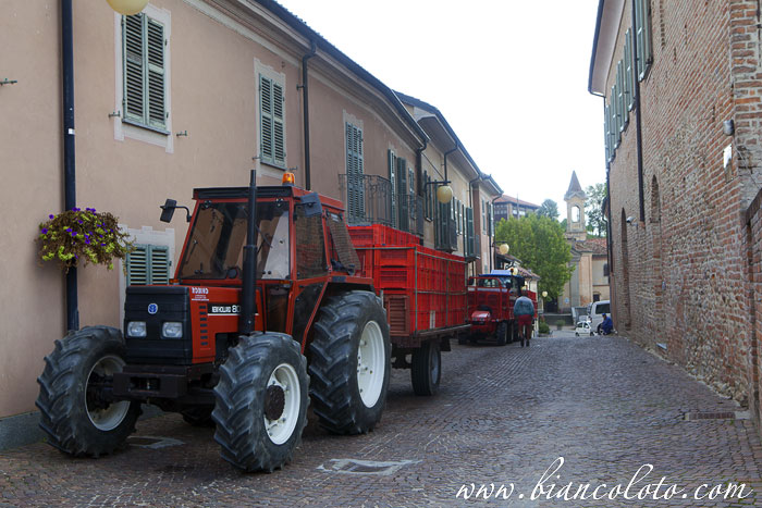 Барбареско