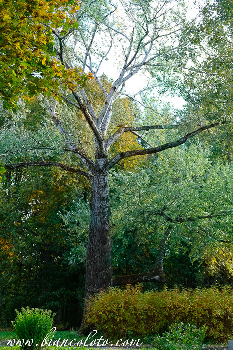 Усадьба Шахматово