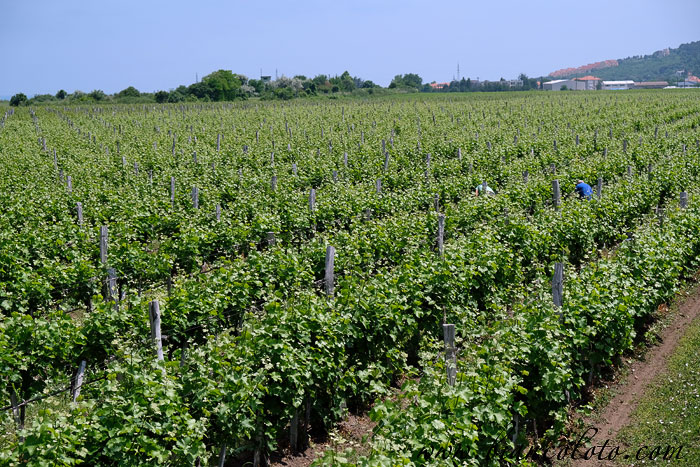 Вина Болгарии