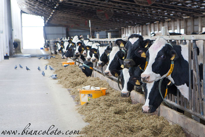 Ферма Братья Чебурашкины