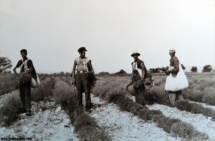 Сбор лаванды