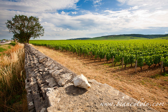 Виноградники Бургундии