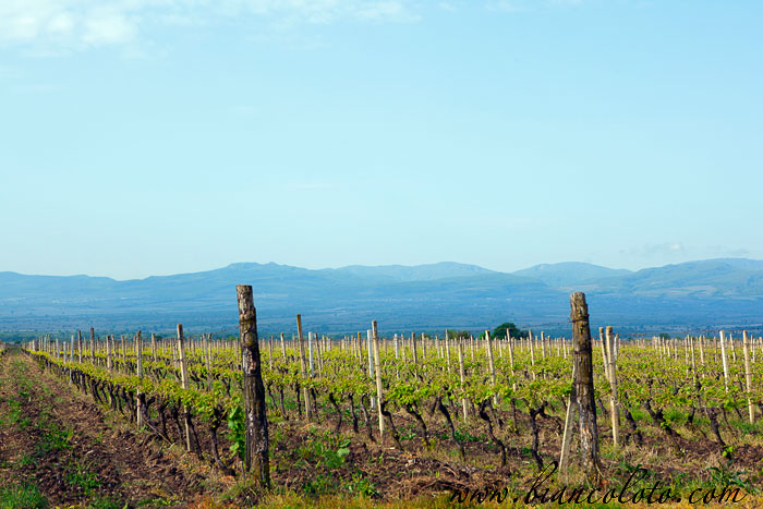 Виноградники Шалошвили