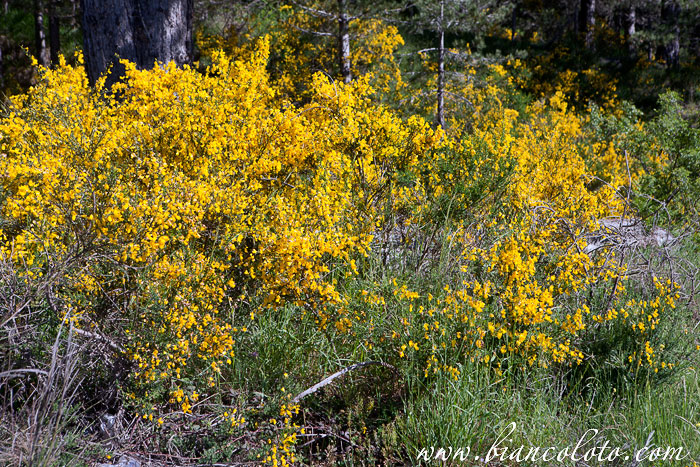 Куст джинестры