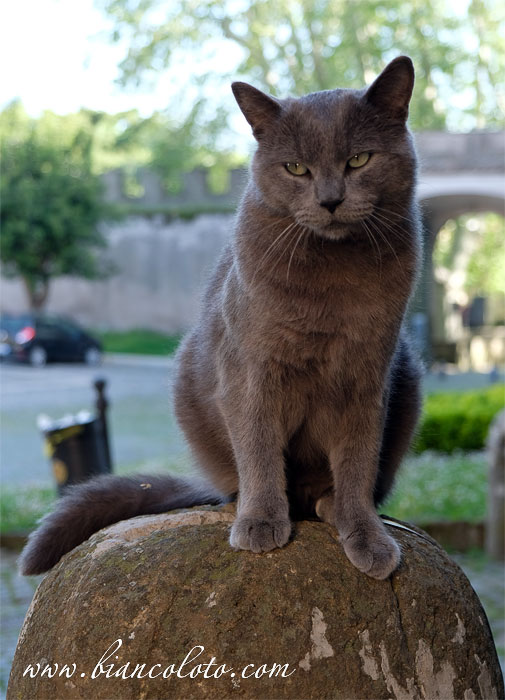 Монастырский кот