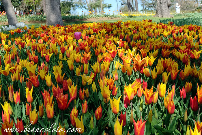 Фестиваль тюльпанов в Стамбуле 