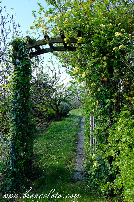 Арка, увитая розами