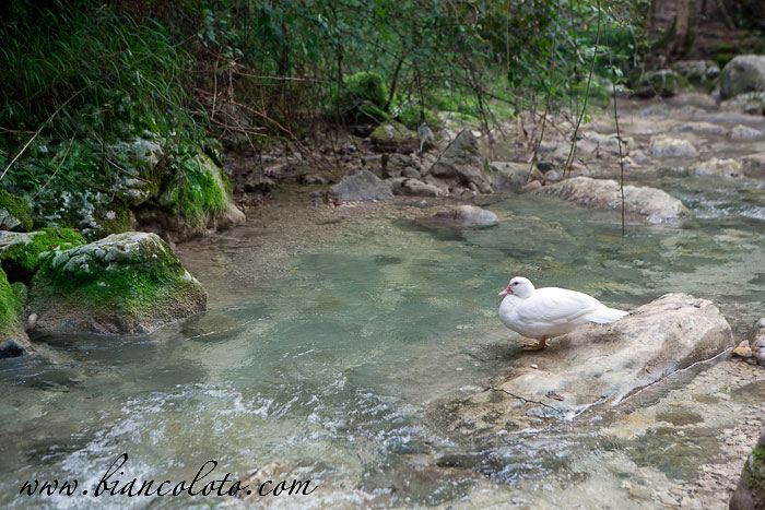 Речка в парке