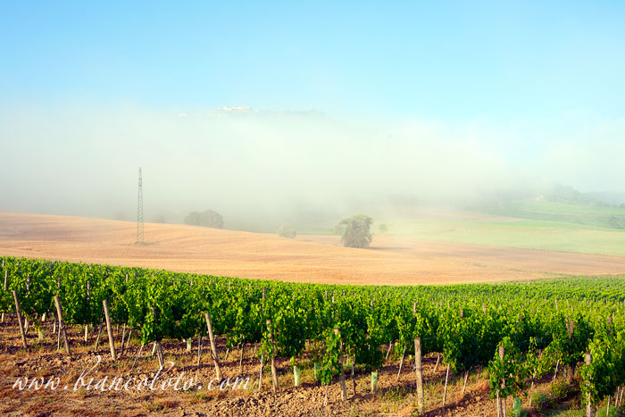 Монтальчино. Тоскана. Италия