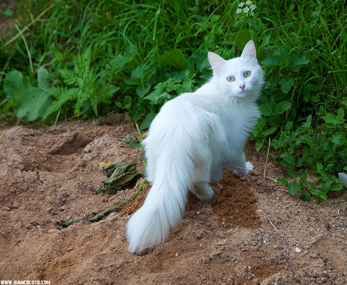Можайский Кремль