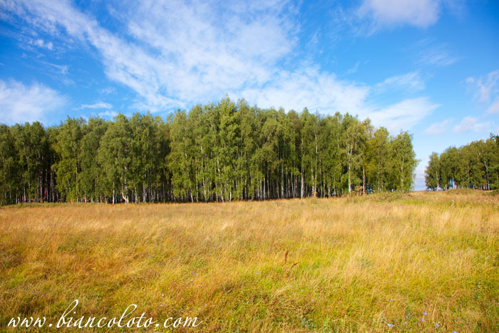 Леса. Муром