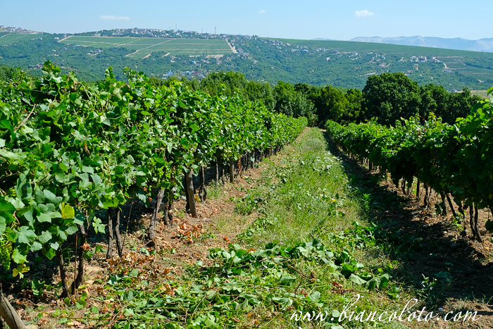 Виноградники  «Мысхако»