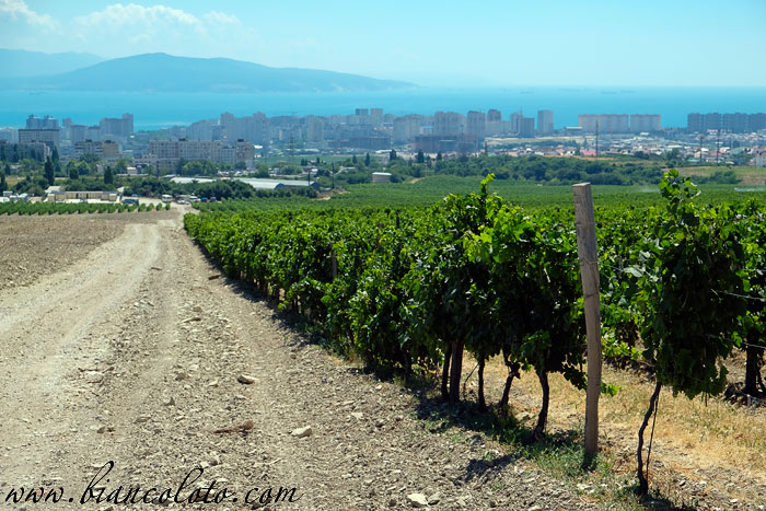 Виноградники  «Мысхако»