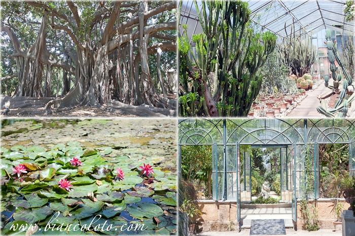 Ботанический сад