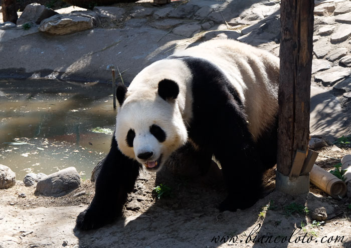 Панды в Пекинском зоопарке