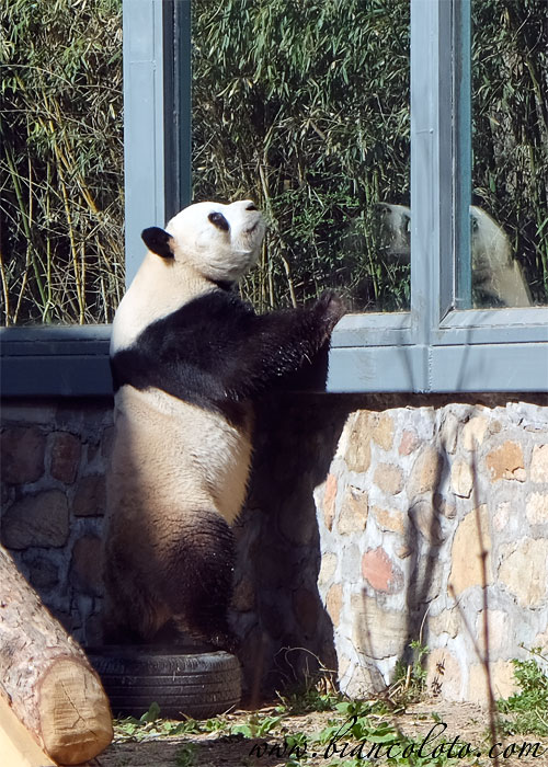 Гигантская панда в Пекинском зоопарке