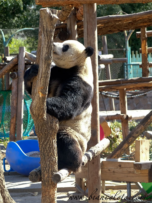 Панды в Пекинском зоопарке