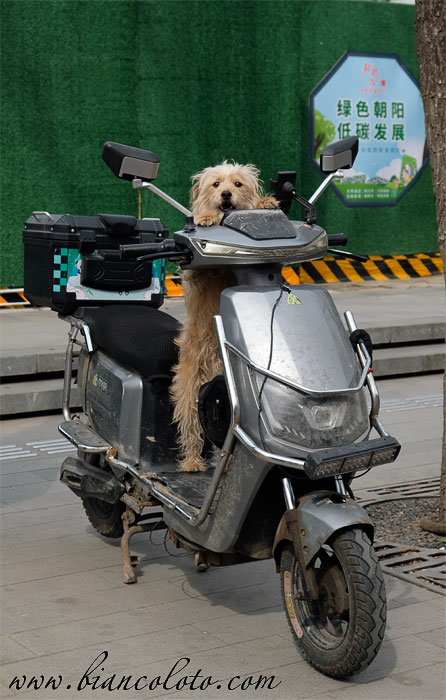 Обилие велосипедов и мопедов в Пекине