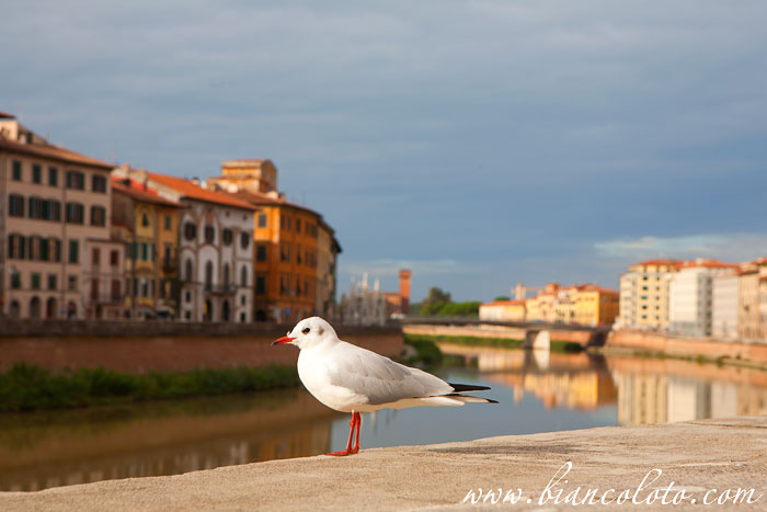 Набережная Пизы. Пиза