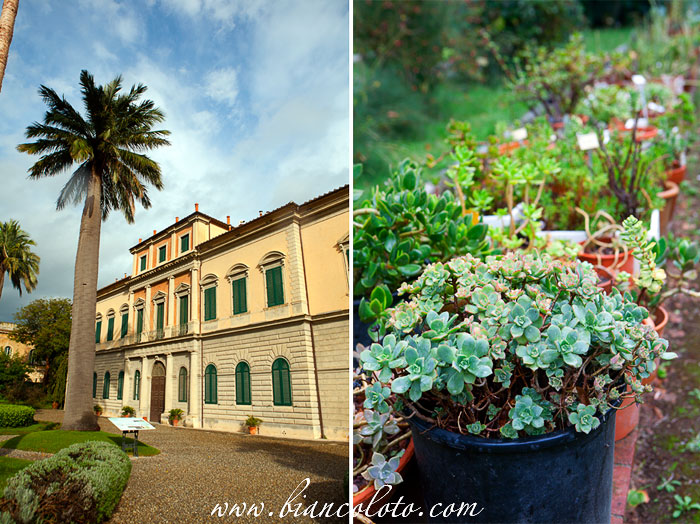 Ботанический сад. Пиза