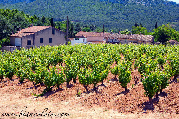 Виноградники Прованса