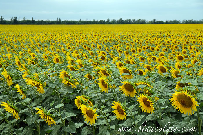 Станица Раздорская