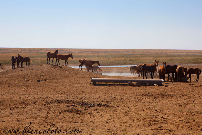 Дикие лошади