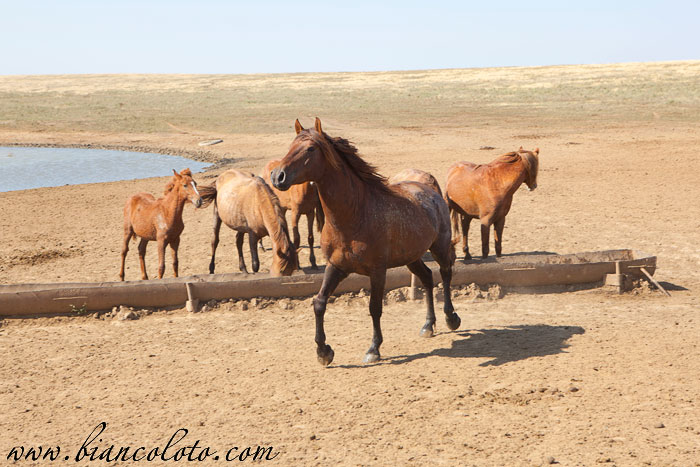 Дикие лошади
