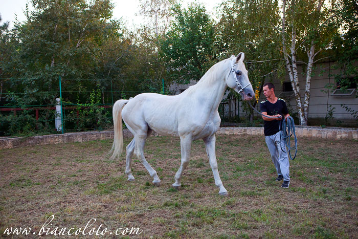 Великокняжеский конный завод.
