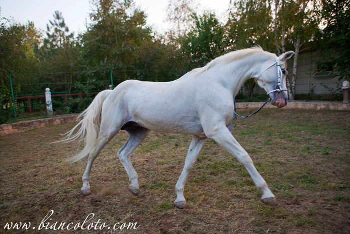 Великокняжеский конный завод.