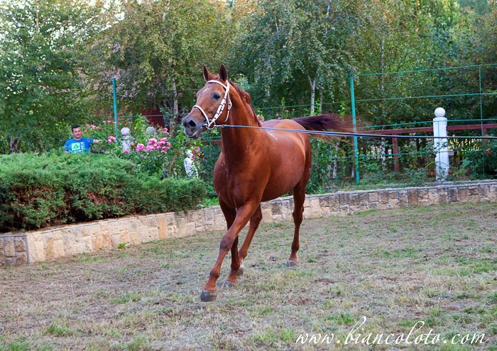 Будённовская порода