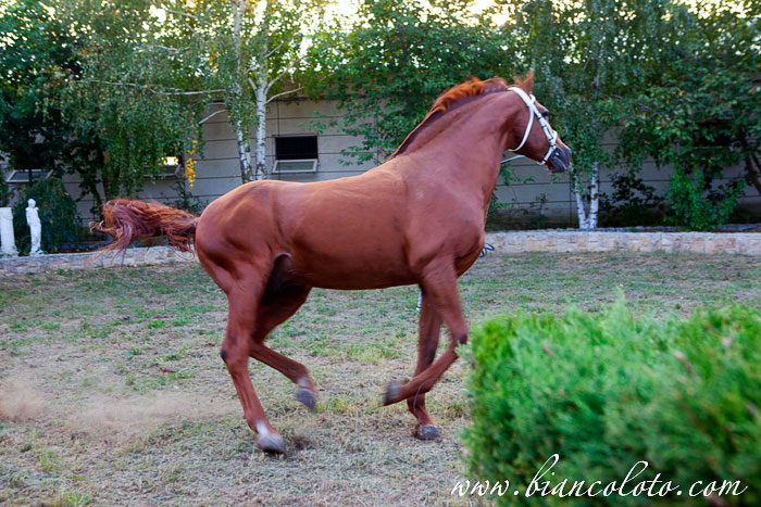 Будённовская порода