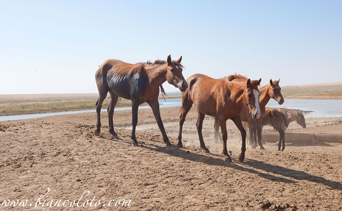 Дикие лошади