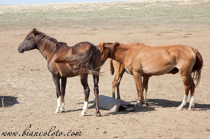 Дикие лошади
