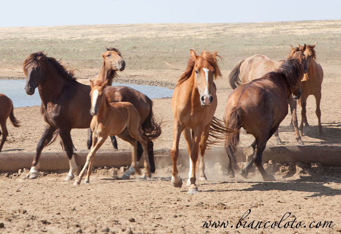 Дикие лошади