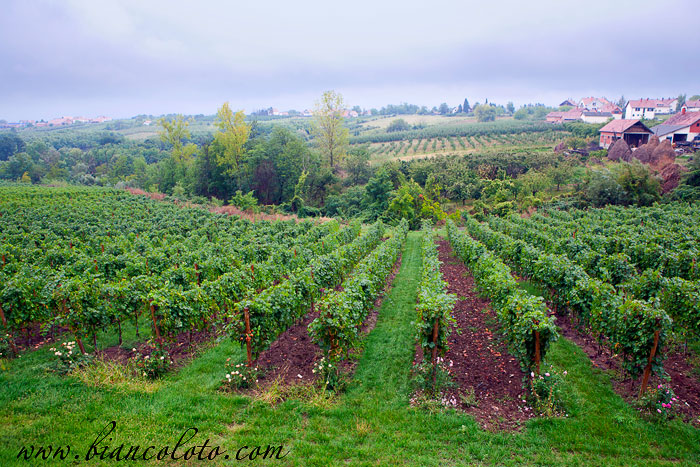 Виноградники