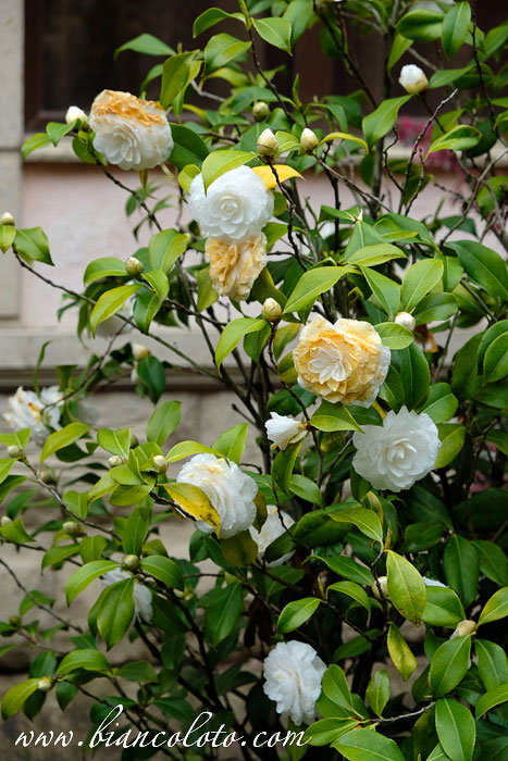 Камелии в санатории «Золотой колос»