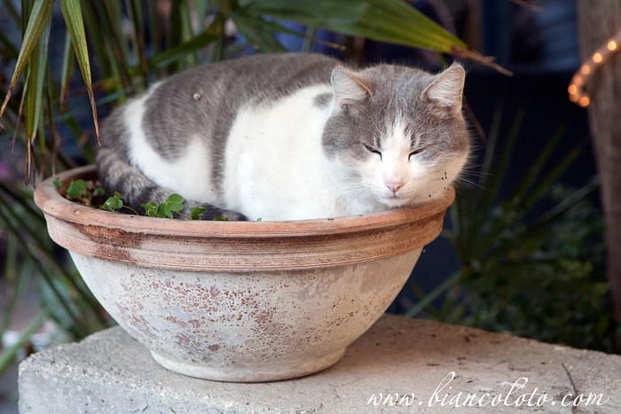 Спящая кошка в Спелло