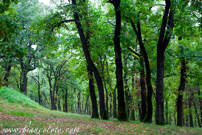 Опленац. Топола