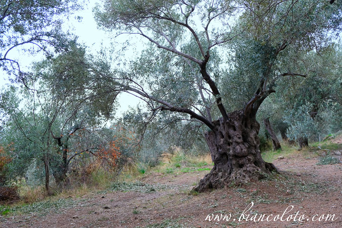Оливковое масло в Турции