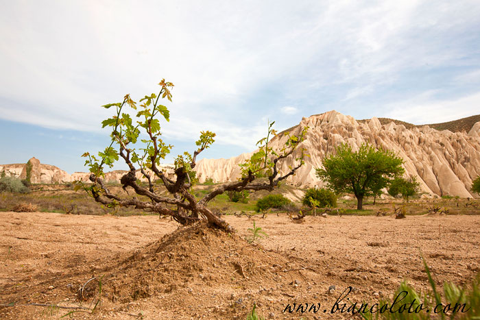 Виноградная лоза