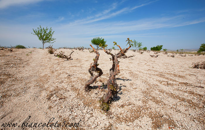 Виноградная лоза