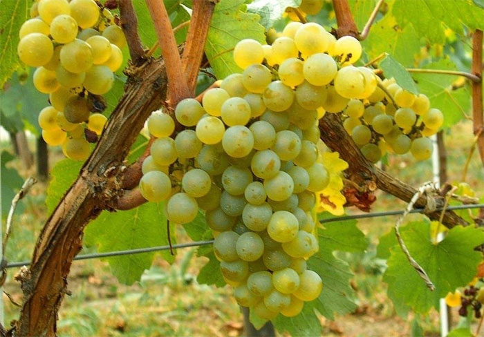 Борнова Мускат