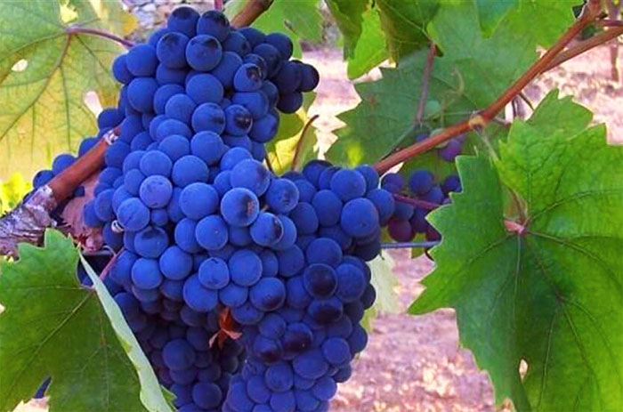 Каледжик Карасы