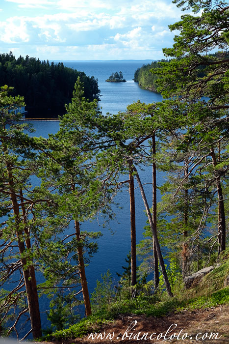 Валаамские сосны